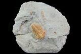 Orange Hamatolenus Trilobite - Tinjdad, Morocco #73011-1